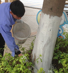 公园内的树木举行防蚁事情
