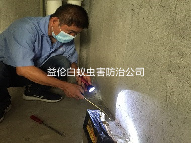 花都衡宇灭杀白蚁工程