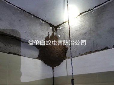 嘉禾衡宇白蚁防治工程