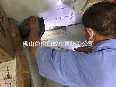 佛山衡宇白蚁危害防治