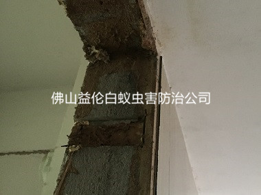 温顺白蚁防治新衡宇门框蚁害