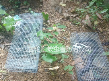 温顺永安园上门抓蛇工程