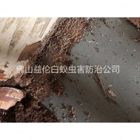 南海区客栈白蚁灭治