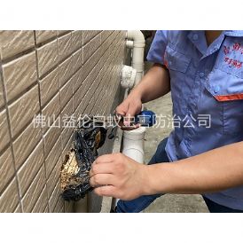 大沥修建灭治白蚁工程