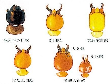 白蚁防治知识-佛山市益伦白蚁虫害防治有限公司