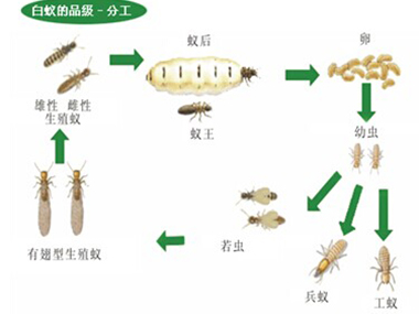 新闻动态-佛山市益伦白蚁虫害防治有限公司